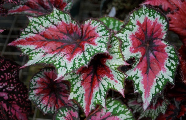 B. ‘Valentine Lace’